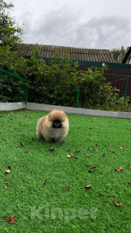 Собаки в Лобне: Малышка Девочка, Бесплатно - фото 5