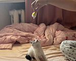 Кошки в Севастополе: Маленькая Депа ищет дом Девочка, Бесплатно - фото 4