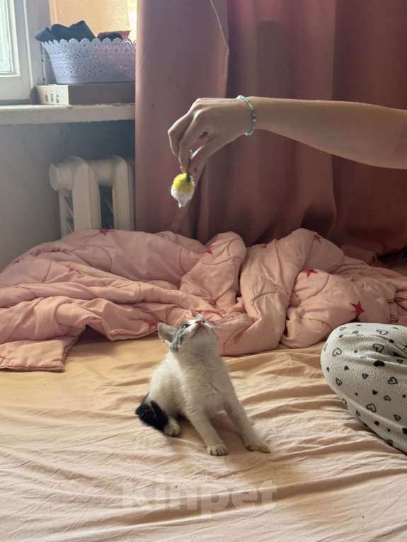 Кошки в Севастополе: Маленькая Депа ищет дом Девочка, Бесплатно - фото 4