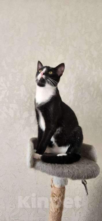 Кошки в Санкт-Петербурге: Ласковый кот в добрые руки Мальчик, Бесплатно - фото 1