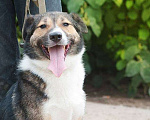 Собаки в Москве: Общительный пес Франтик в добрые руки Мальчик, Бесплатно - фото 4