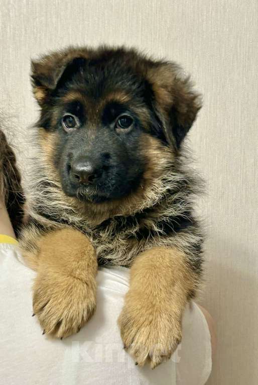 Собаки в Заволжье: Щенки немецкой овчарки с документами Девочка, 50 000 руб. - фото 5