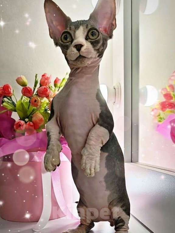 Кошки в Екатеринбурге: Канадский сфинкс котенок  Мальчик, 60 000 руб. - фото 2
