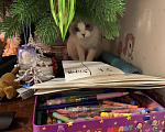Кошки в Ливны: Тайская кошечка ищет спутника, Бесплатно - фото 2