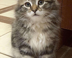 Кошки в Перми: Сибирячок Мальчик, 40 000 руб. - фото 4