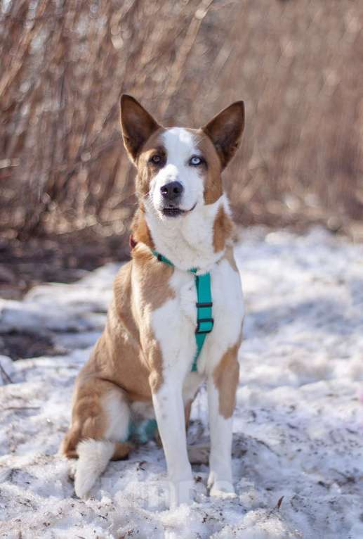 Собаки в Москве: Ласковый Хьюго в поисках дома Мальчик, Бесплатно - фото 5