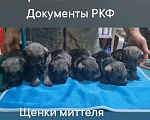 Собаки в Таганроге: Щенки шнауцера перец соль Мальчик, Бесплатно - фото 6