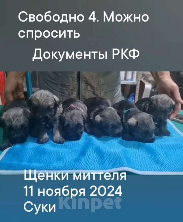 Собаки в Таганроге: Щенки шнауцера перец соль Мальчик, Бесплатно - фото 6