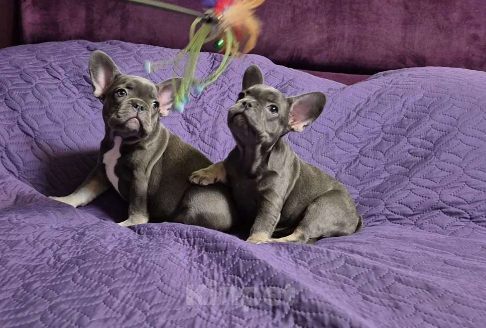 Собаки в Москве: Девочка голубой подпал без белого Девочка, 65 000 руб. - фото 1