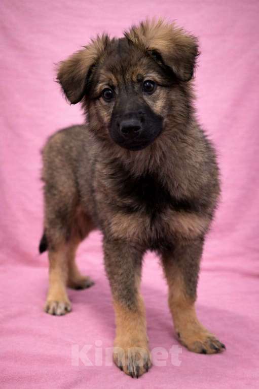 Собаки в Химках: Девочка Шерри Девочка, Бесплатно - фото 3