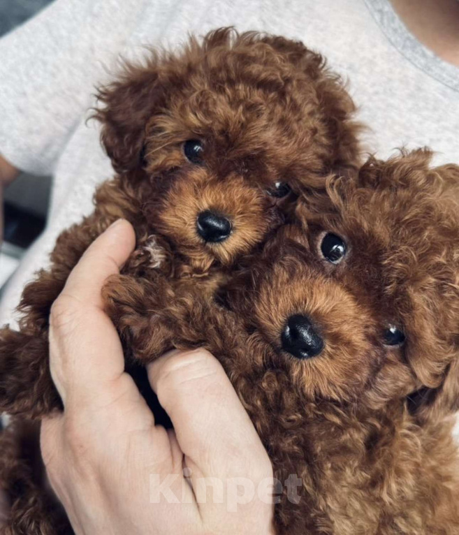 Собаки в Калининграде: Тикап тедди пудель Китай Мальчик, 180 000 руб. - фото 3