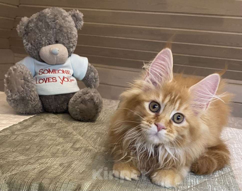 Кошки в Москве: Мейн кун котята Мальчик, 50 000 руб. - фото 2
