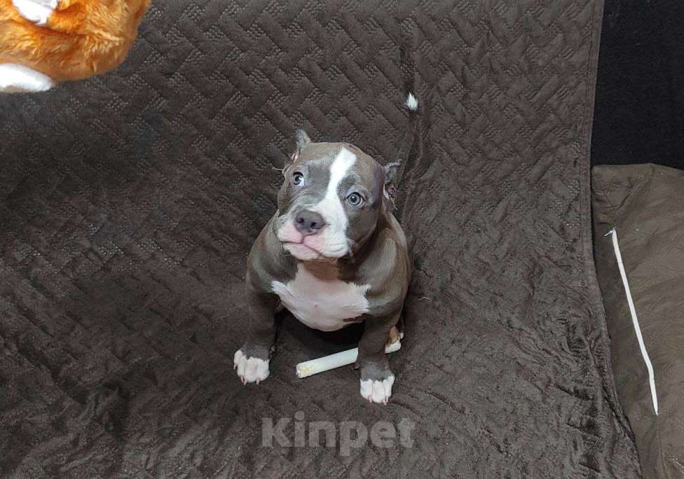 Собаки в Орске: Америкуанский булли в типе покет Мальчик, 80 000 руб. - фото 4