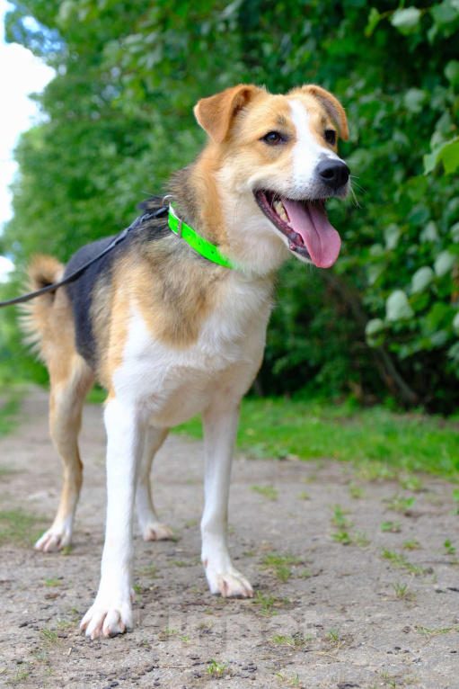 Собаки в Москве: Минси Девочка, Бесплатно - фото 3