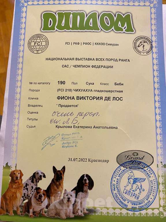 Собаки в Краснодаре: Чихуахуа  Девочка, 1 руб. - фото 1