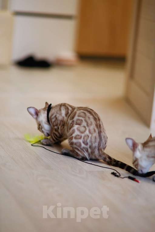 Кошки в Москве: Бенгальский котёнок  Мальчик, 90 000 руб. - фото 1