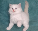 Кошки в Москве: Котята Рэгдолл Мальчик, 80 000 руб. - фото 1