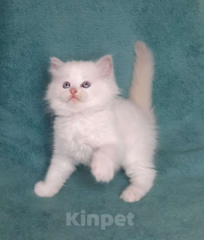 Кошки в Москве: Котята Рэгдолл Мальчик, 80 000 руб. - фото 1