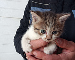 Кошки в Отрадном: Котята бесплатно  Девочка, 1 руб. - фото 2