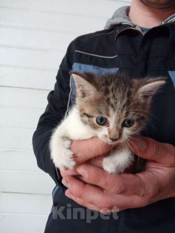 Кошки в Отрадном: Котята бесплатно  Девочка, 1 руб. - фото 2