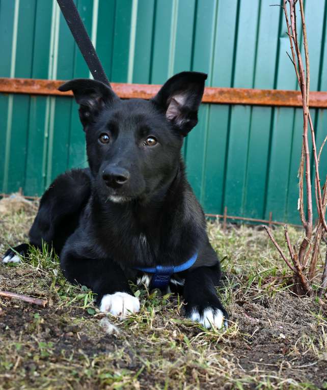 Собаки в Москве: Щенок бесплатно в Москве Мальчик, Бесплатно - фото 3