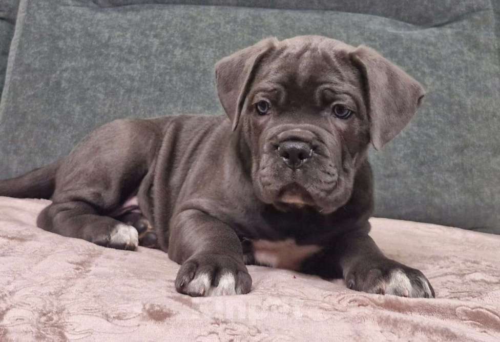 Собаки в других городах Краснодарского края: Малыши  Мальчик, Бесплатно - фото 2