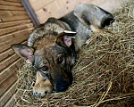 Собаки в Серпухове: Самая ласковая дворянка Мотя ищет дом Девочка, 15 руб. - фото 2