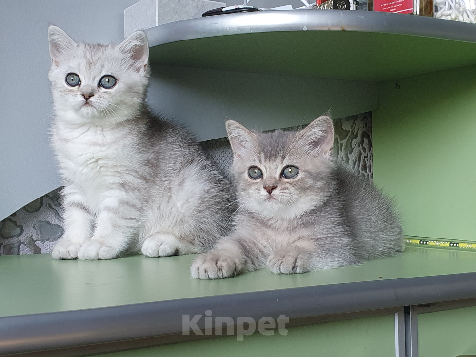 Кошки в Тейково: Котенок окраса вискас Мальчик, 30 000 руб. - фото 1