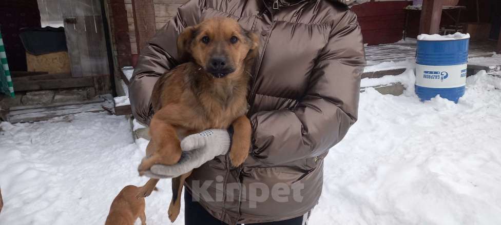 Собаки в Ангарске: Отдам собачку в добрые руки. Мальчик, Бесплатно - фото 1