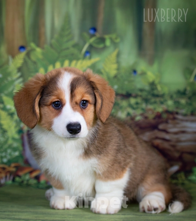 Собаки в других городах Ленинградской области: Щенки вельш коряги  Девочка, 80 000 руб. - фото 2