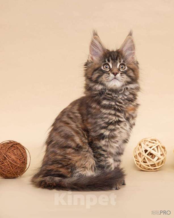 Кошки в Новосибирске: ОТКРЫТО РЕЗЕРВИРОВАНИЕ КОТЯТ Девочка, Бесплатно - фото 4