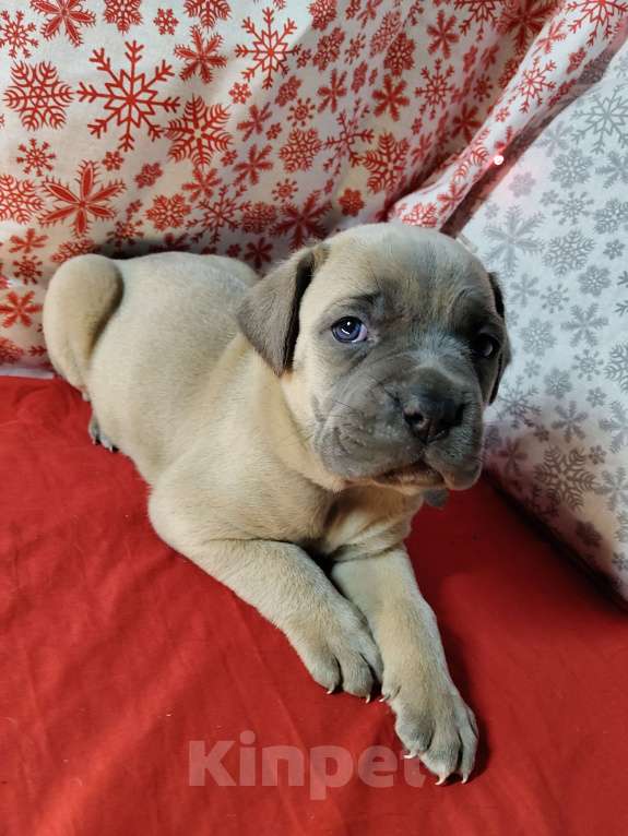 Собаки в других городах Краснодарского края: Кане-Корсо, щенок Девочка, 25 000 руб. - фото 10