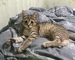 Кошки в Нижнем Новгороде: Пропала кошка!!! Девочка, 1 000 руб. - фото 2