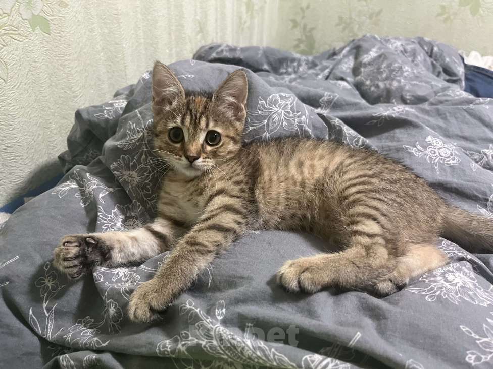 Кошки в Нижнем Новгороде: Пропала кошка!!! Девочка, 1 000 руб. - фото 2