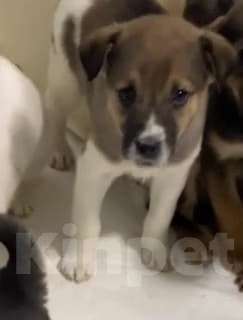 Собаки в Липецке: Щенки из приюта ищут дом Девочка, Бесплатно - фото 3