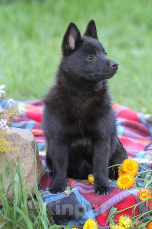 Собаки в других городах Московской области: красавица Девочка, 85 000 руб. - фото 4