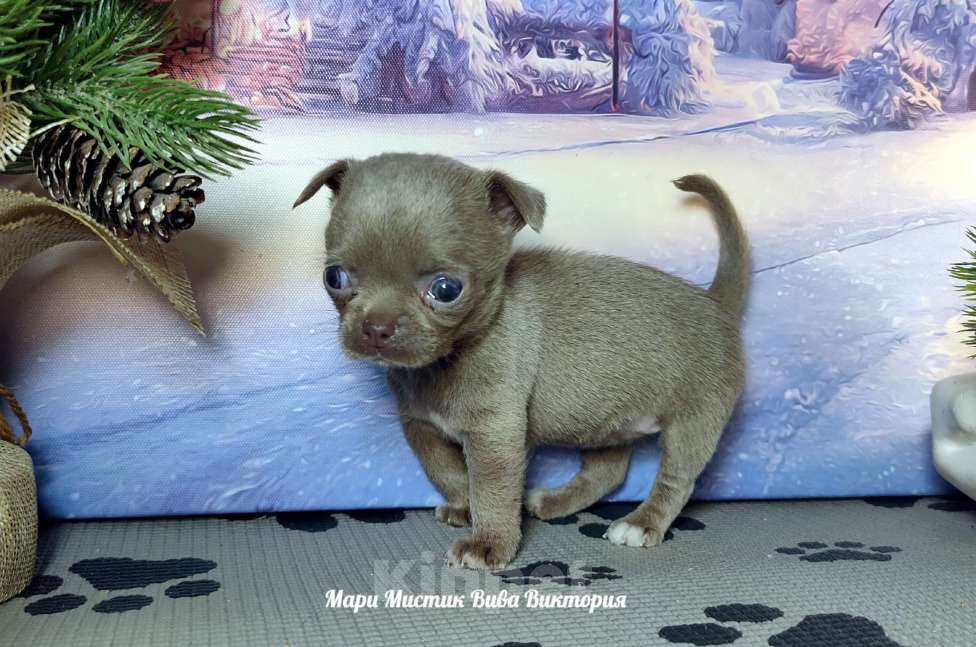 Собаки в Санкт-Петербурге: Лиловая МИНИ Вива Виктория вес 350 грамм чихуахуа Девочка, 120 000 руб. - фото 5