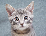 Кошки в Москве: Серый-полосатый - классика жанра Мальчик, Бесплатно - фото 1