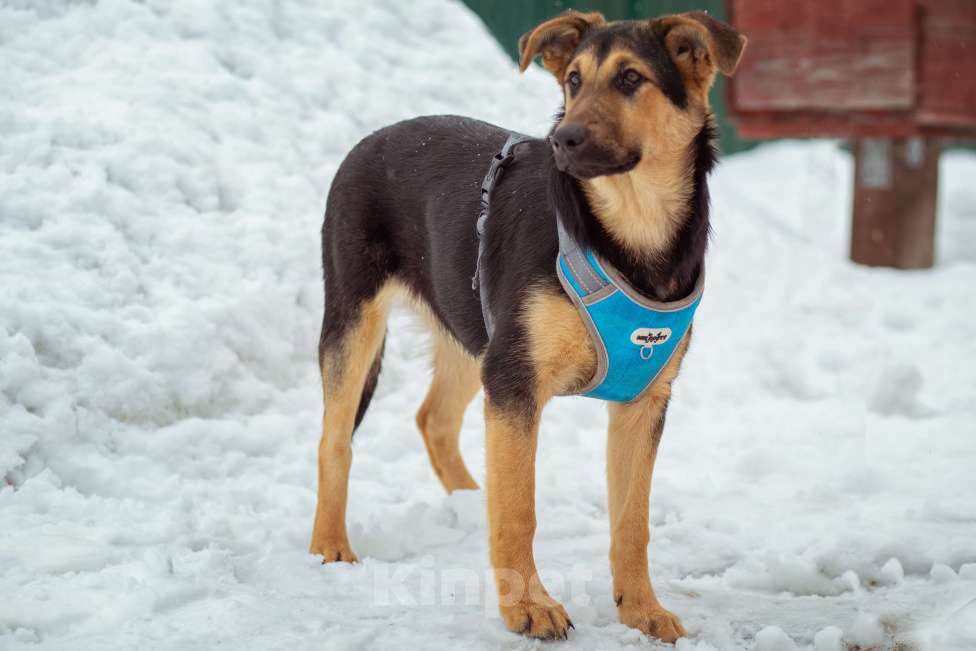 Собаки в Москве: щенок Чупа в добрые руки Девочка, Бесплатно - фото 9