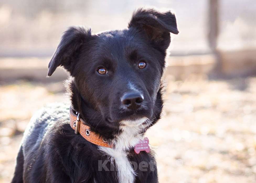 Собаки в Москве: Щенок в дар Мальчик, Бесплатно - фото 8