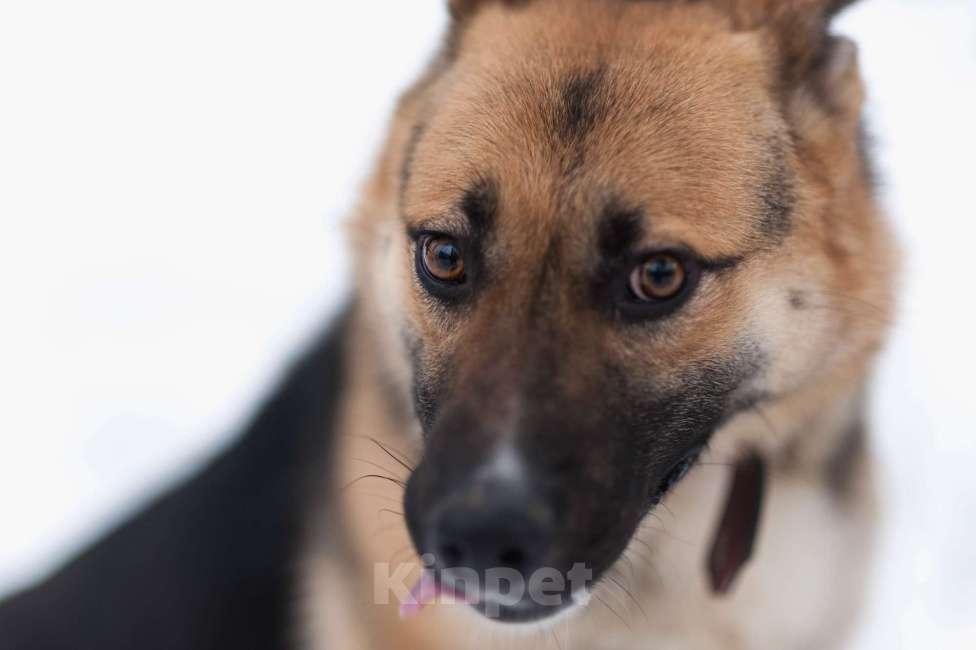 Собаки в Москве: Дакота Девочка, Бесплатно - фото 1