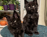 Кошки в Петергофе: Котенок Мейн Кун черный солид Мальчик, 30 000 руб. - фото 4