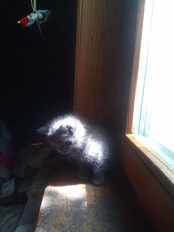 Дачные котята