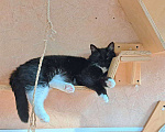 Кошки в Москве: Ромашка уже 3 года не может найти дом Девочка, Бесплатно - фото 3