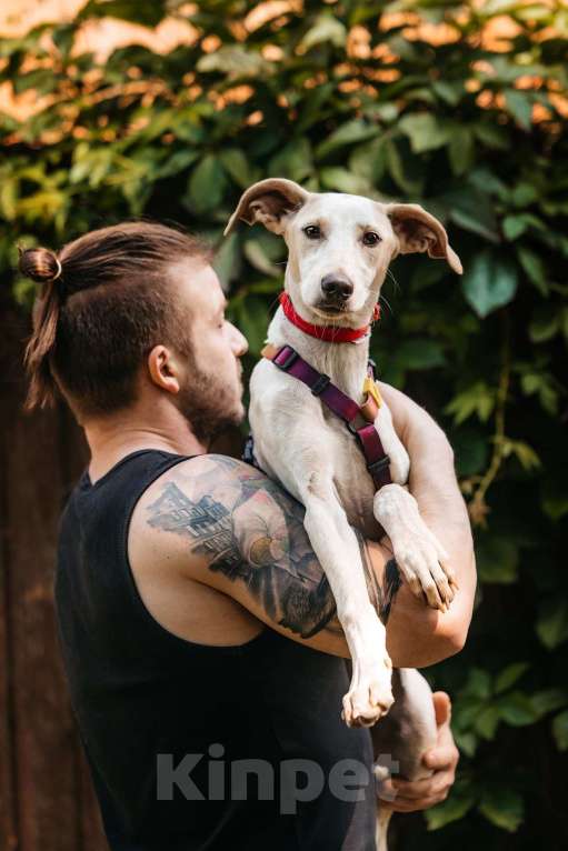 Собаки в Москве: Метис уиппета Латифа в добрые руки Девочка, 1 руб. - фото 4