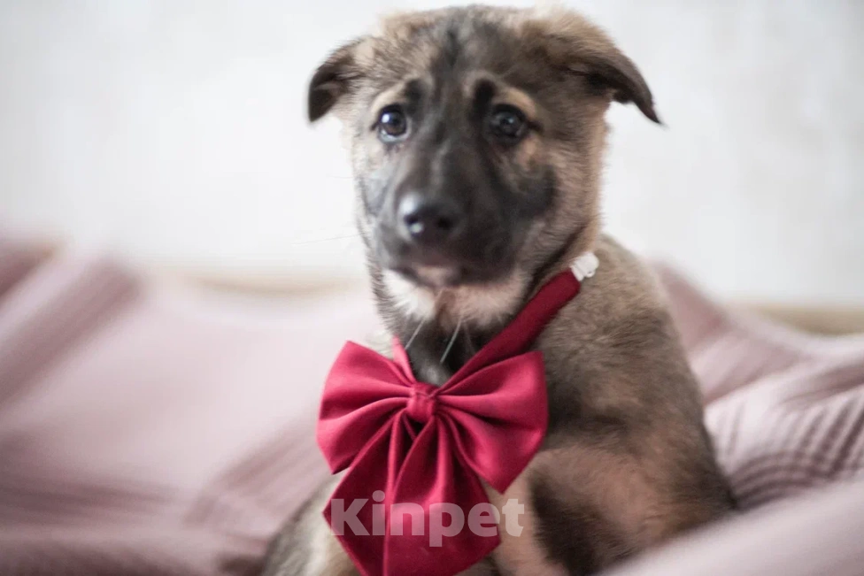 Собаки в Москве: Щенок в добрые руки Мальчик, Бесплатно - фото 10