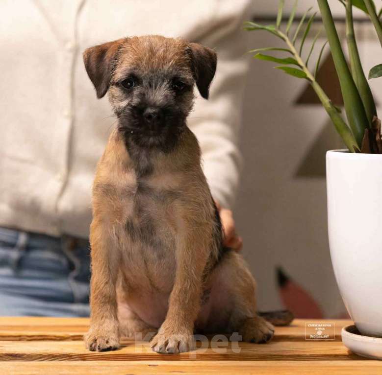 Собаки в Москве: В спортивно активные руки щенок Бордер терьера Мальчик, 60 000 руб. - фото 4