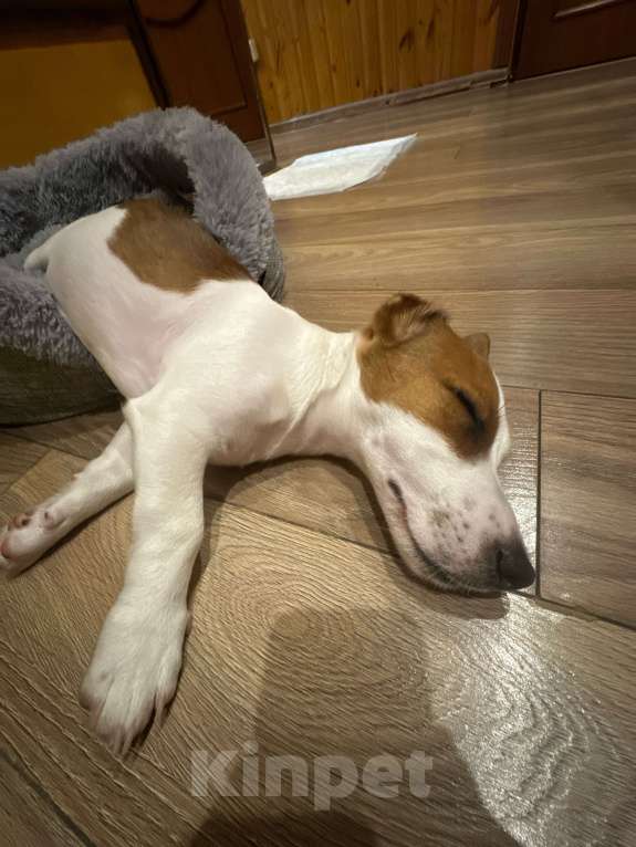 Собаки в Москве: Джек-Рассел-Терьер с документами Мальчик, 30 000 руб. - фото 2