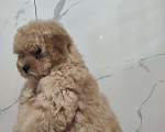 Собаки в Москве: Мальтипу f1 мини Девочка, 120 000 руб. - фото 3