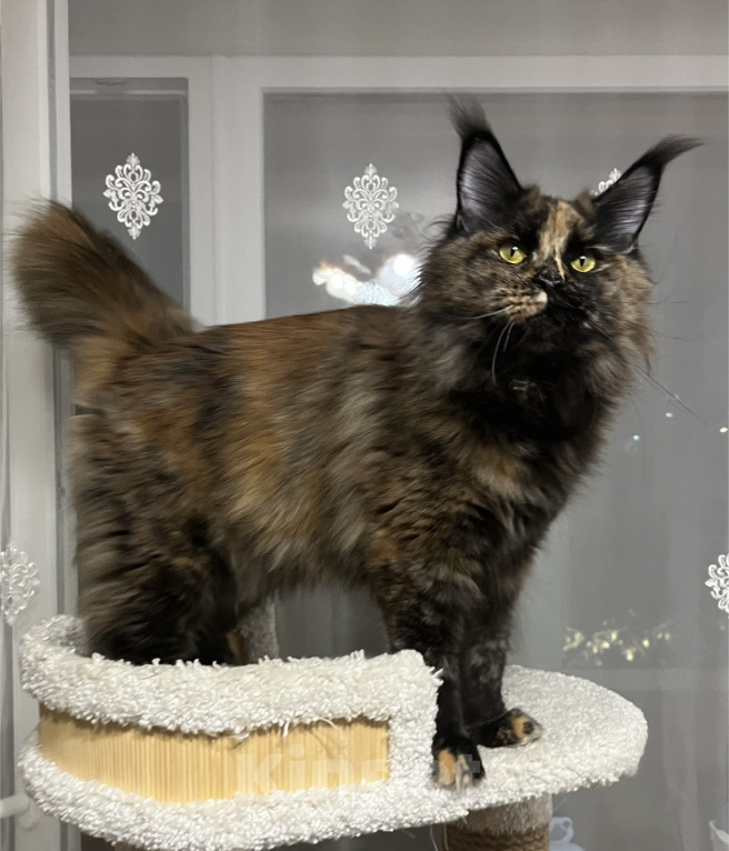 Кошки в Казани: Котенок мейн-кун девочка Девочка, 30 000 руб. - фото 6